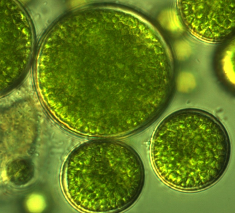 Algae is the Most Sustainable, Nutrient Dense Food Source on the Planet